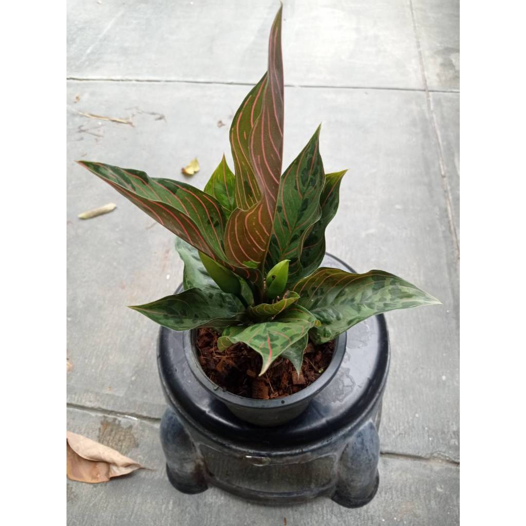 ต้นเรดอาร์มี่ (Aglaonema red army) ต้นไม้ประดับอโนีมาพันธุ์หายาก ส่งพร้อมกระถาง กระถาง 5 นิ้ว