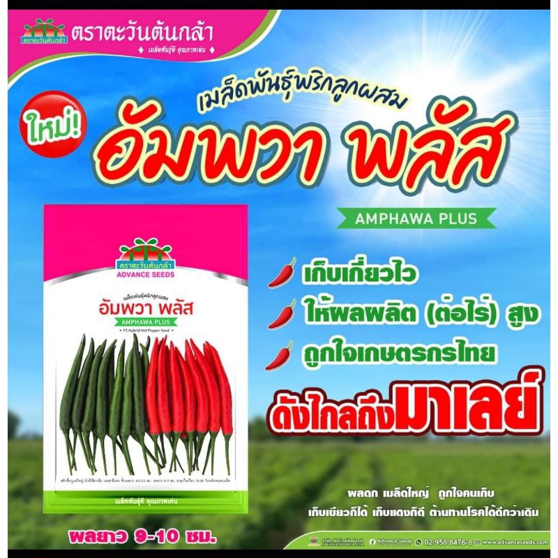 เมล็ดพันธุ์พริกอัมพวาพลัส ผลสวย ทนโรค