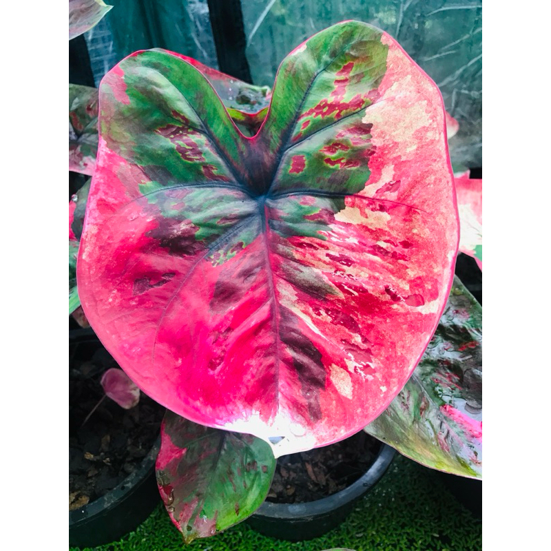 ปีศาจแดง บอนสีตัวท๊อบ จัดส่งต้นในรูป ทักแชทเพิ่มเติมได้ค่ะ