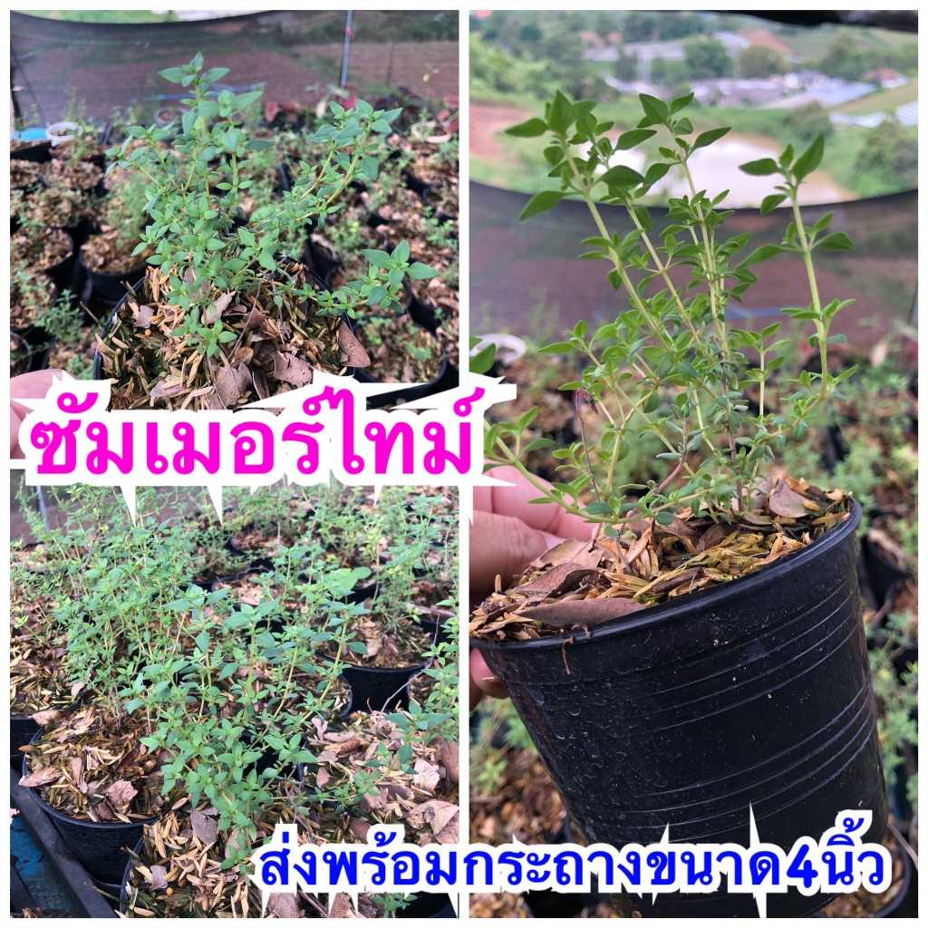 ซัมเมอร์ไทม์ ส่งพร้อมกระถาง 4 นิ้ว รับประกันการขนส่ง