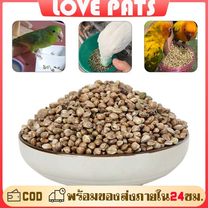 เมล็ดฮวยมั้ว อาหารนกฮวยมั่ว เหมาะสำหรับ รางวัลในการฝึกนก ฟอพัส ซันคอนนัวร์ คอกคาเทล เลิฟเบิร์ด ขนาด 100g