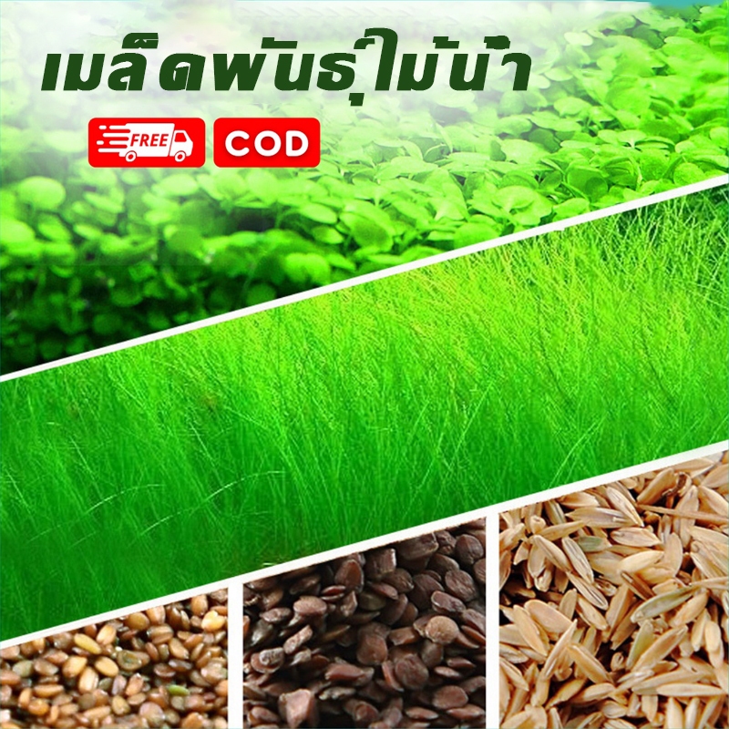 เมล็ดพันธ์ุไม้น้ำ ต้นไม้ปลูกในน้ำ เมล็ดไม้น้ำ ไม้น้ำ seed ของตกแต่งตู้ปลา ไม่ต้องใช้co2 ปลูกง่าย โตไว

<p>“><center></p>
<h4></h4>
<p><p><font color=