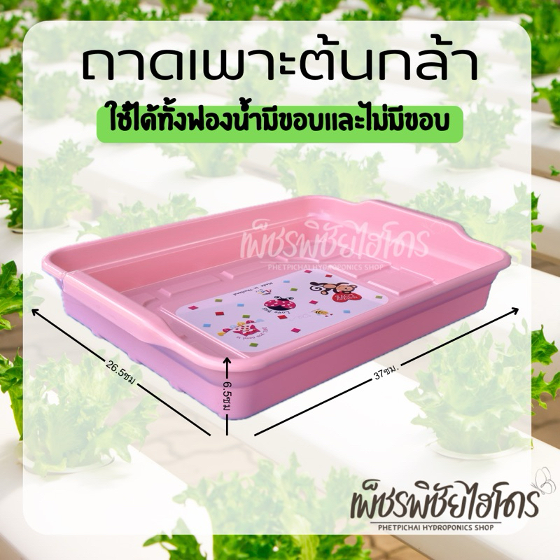 ถาดพลาสติก เกรด AAA พอดีกับฟองน้ำไม่ต้องฉีก ถาดสำหรับผักไฮโดรโปรนิกส์