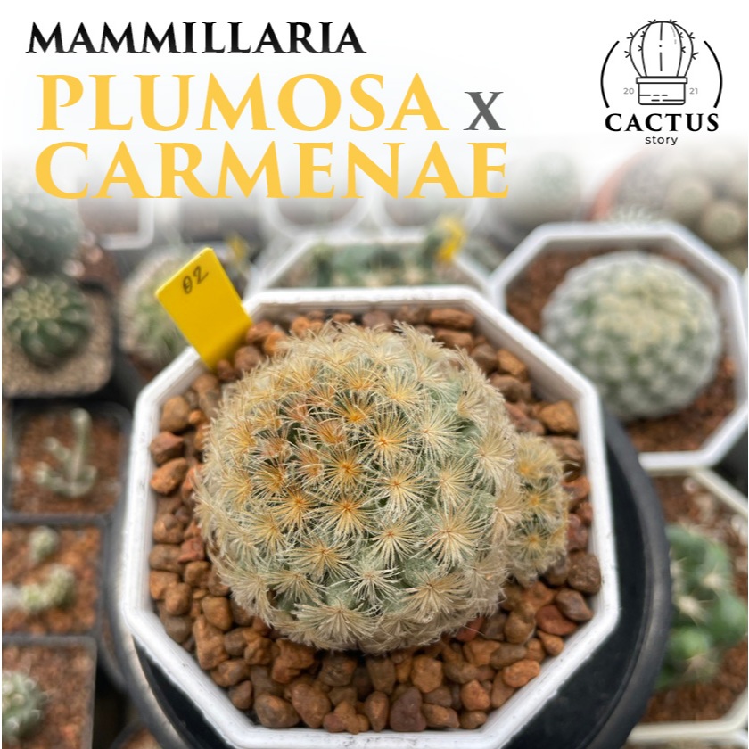 🌕🌵Mammillaria plumosa x carmenae🌵🌕 แมมนกเน่