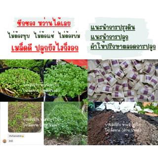 เมล็ดผักชี งอกง่าย งอกไว ไม่ต้องทุบ ไม่ต้องแช่น้ำ ไม่ต้องบ่มให้ยุ่งยาก 3000-4000 เมล็ด รับประกันการงอก งอกภายใน 5-7วัน