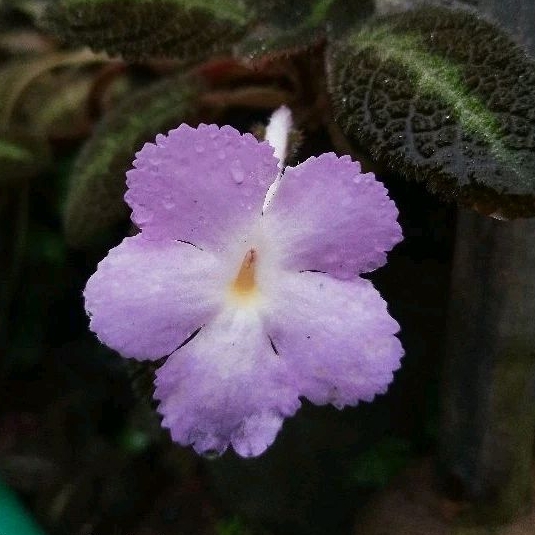 Episcia พรมญี่ปุ่นหรือพรมกำมะหยี่ ดอกม่วง (ชื่อบลูไนล์) กระถาง4นิ้ว