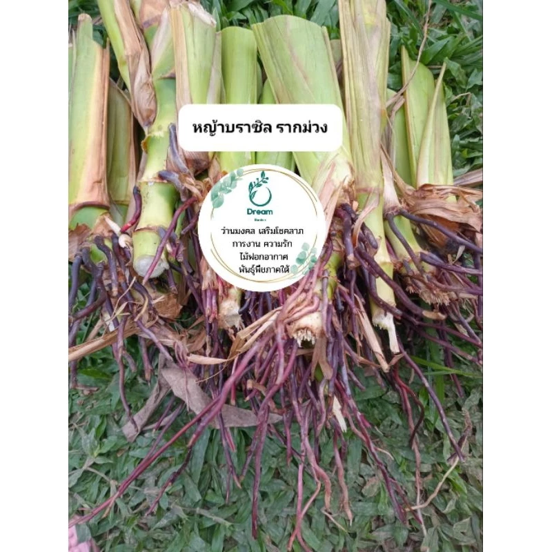 หญ้าฮาราฟัสบราซิล(รากม่วง) 🌱
