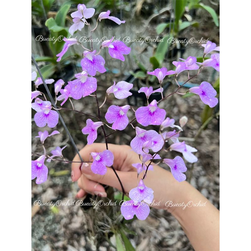 ไอโอนอฟซิส (ซากุระ)