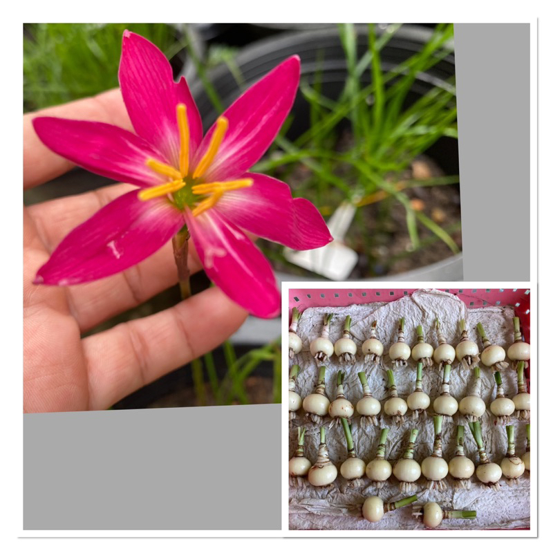 435-007.หัวดอกบัวดิน Alish หัวละ 15 บาท ดอกหอม