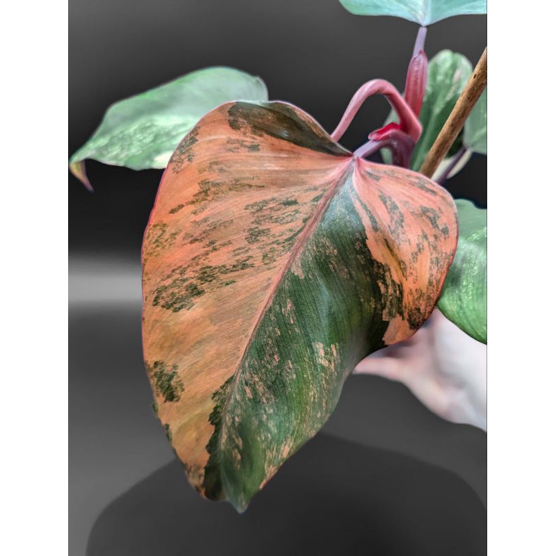 Philodendron Strawberry Shake; Variegated Red Emerald
