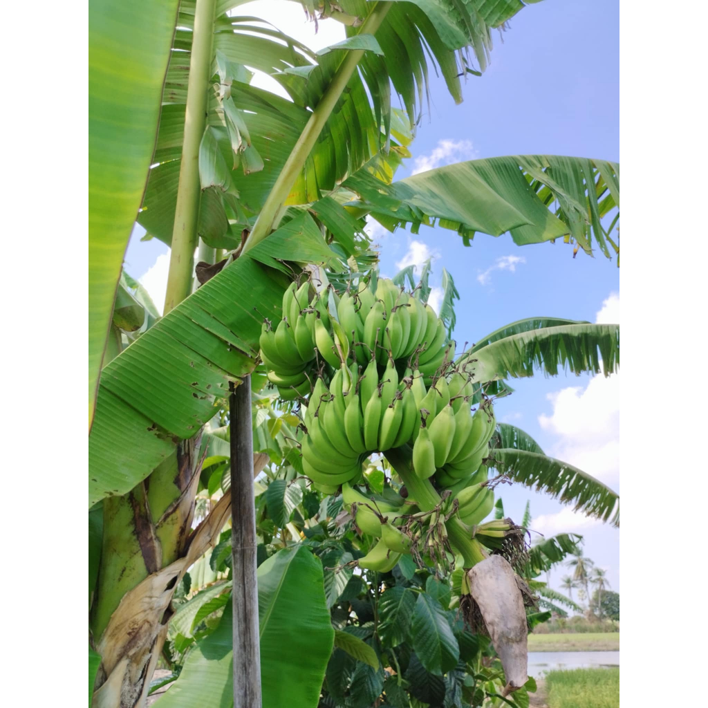 หน่อกล้วยสาวกระทืบหอ กล้วยแปลก กล้วยโบราณ กล้วยหายาก กล้วยสะสม ขุดสดหุ้มขุยมะพร้าวพร้อมส่ง