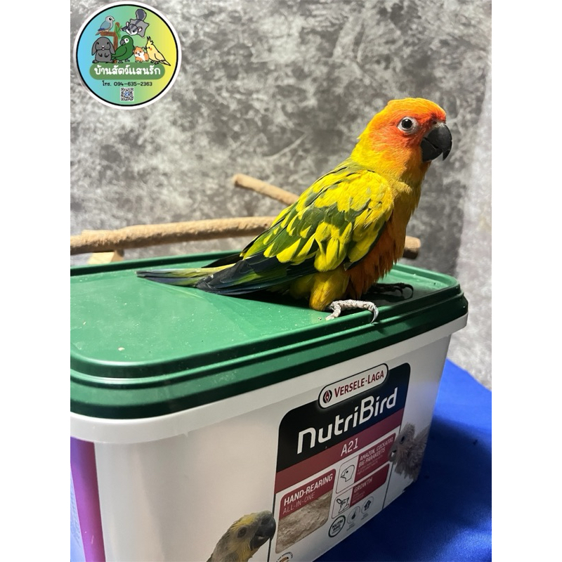 อาหารลูกป้อน A21 (แบ่งขาย)