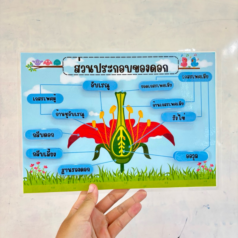 สื่อการสอน โครงสร้างส่วนประกอบของดอก