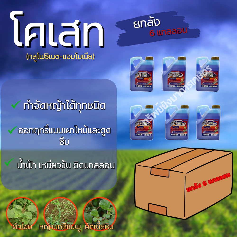 ยกลัง 6 แกลลอน โคเสท กลูโฟซิเนต ขนาด 4 ลิตร กลูโฟซิเนต กำจัดวัชพืชประเภทใบแคบ/ใบกว้าง อ้อย มันสำปะหรั่ง
