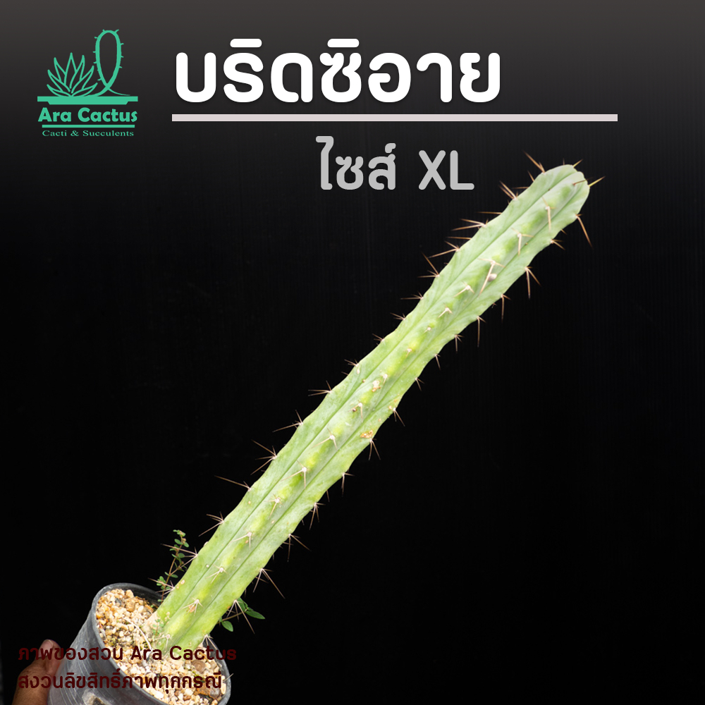 ไซส์เกินฟุต XL! แคคตัส Trichocereus bridgesii ไซส์กระถาง 5 นิ้ว แคคตัส กระบองเพชร ต้นไม้ประดับ อวบน้ำ