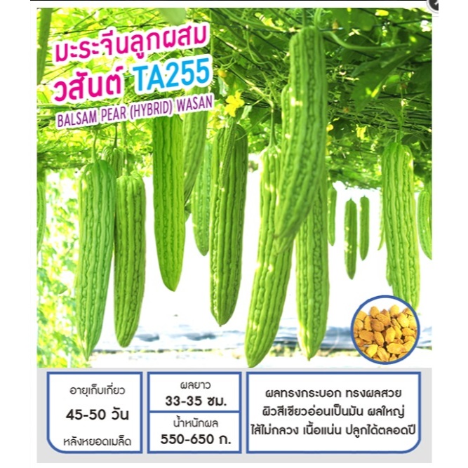 เมล็ดพันธุ์ มะระ มะระจีน วสันต์ ทีเอ255 -Balsam Pear Wasan TA255 ตราดอกแตง เมล็ดพันธุ์ เมล็ดผัก คุณภาพดี