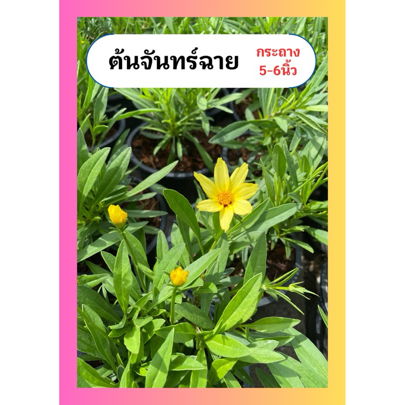 ต้นจันทร์ฉาย ดอกสีเหลือง น่ารัก ทานได้ ทนแดด ออกดอกทั้งปี กระถาง6นิ้ว