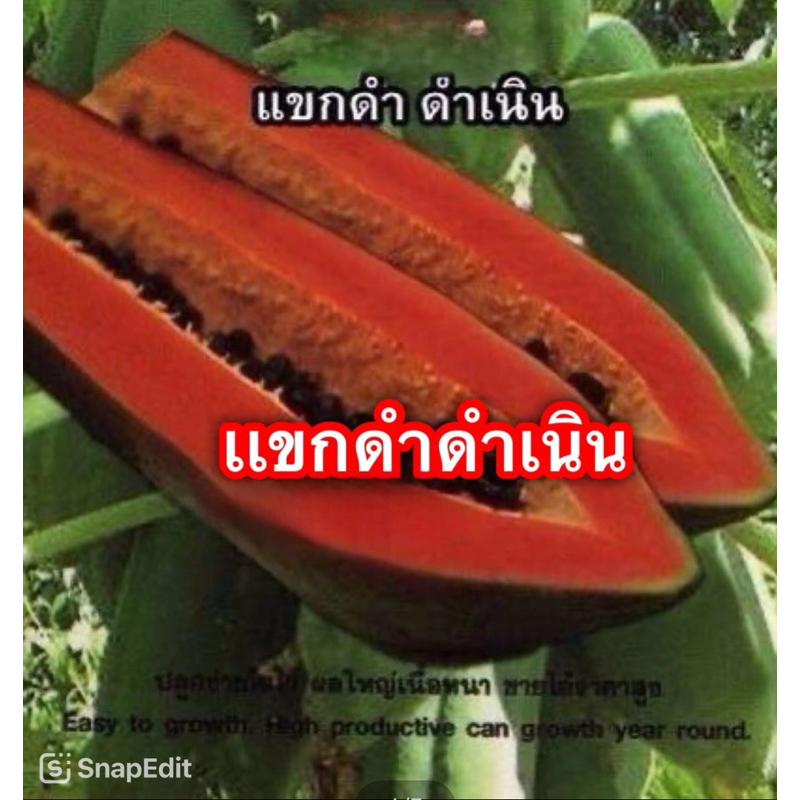 เมล็ดมะละกอแขกดำดำเนิน30 -50 เมล็ดเนื้อสีแดง หวาน