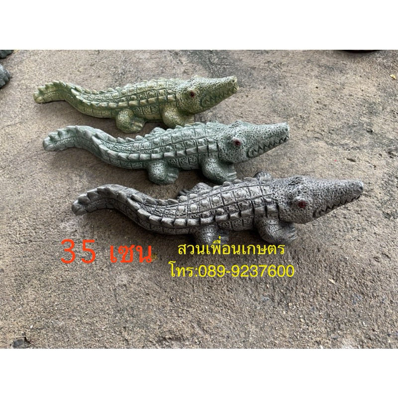 จระเข้ จระเข้แก้บน จระเข้ไหว้ศาล ยาว18-35เซนติเมตร