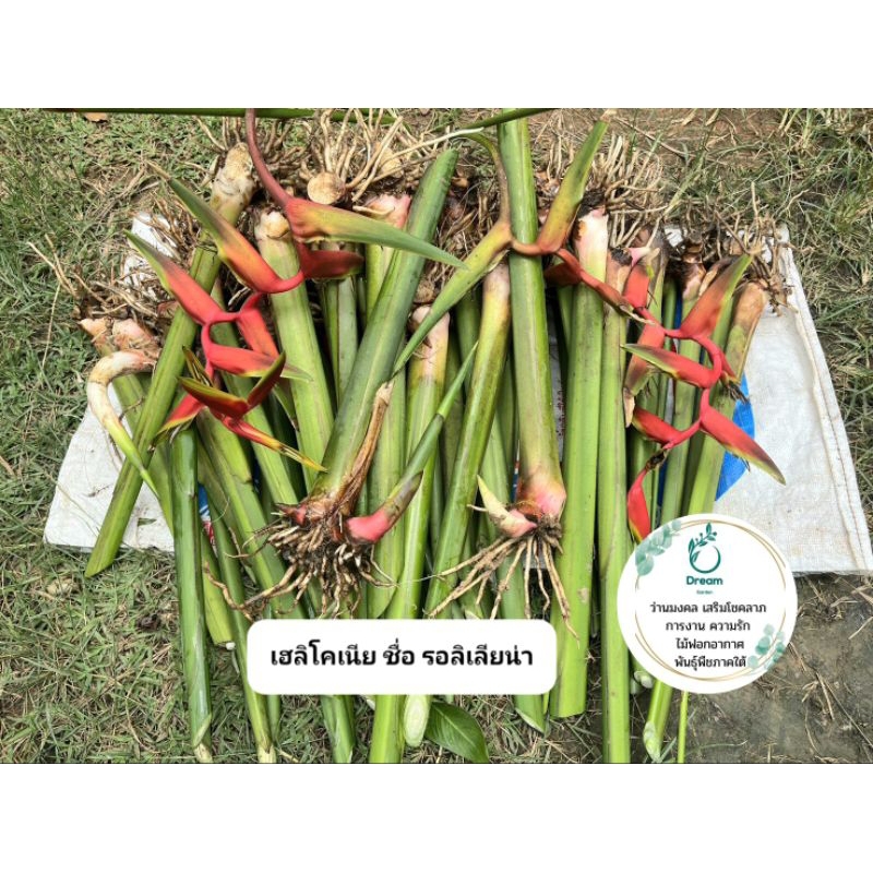 เฮลิโคเนีย ชื่อ (รอลินเลียน่า)🌷🌷Heliconia - รูปที่ 6