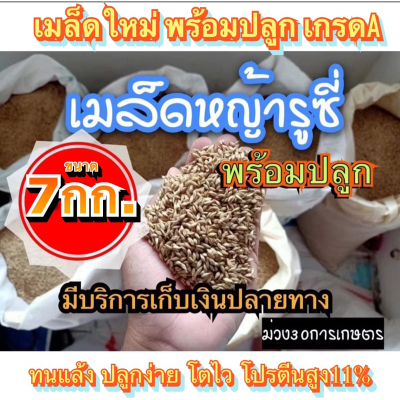✅ รูซี่ เมล็ดหญ้ารูซี่ 7 กิโลกรัม #รับประกันการงอก #พร้อมปลูก ลูซี่ หญ้าเลี้ยงสัตว์ หญ้า พันธ์ุหญ้า  หญ้าเลี้ยงวัว