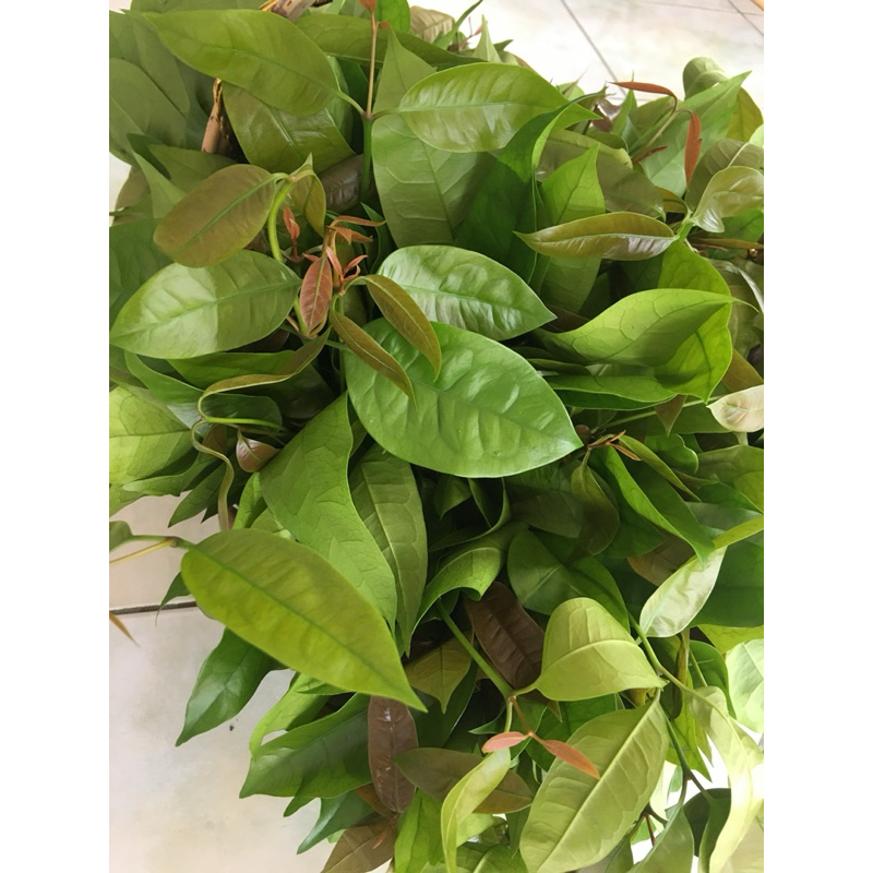 ใบเหลียง ผักเหลียงสด ใบเหลียงสด 🌱ใบเหลียงสดออแกนิก🌱 ผักปลอดสารพิษ100% ใบเหลียงสด ใบเหรียง ใบเขลียง 500 กรัม
