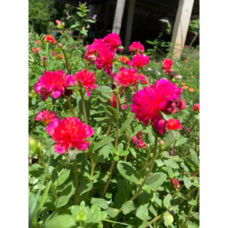 คุณนายแหวนเพรชเก็บคละสี ชุดครึ่งโล 59฿ มี10-15 สี
