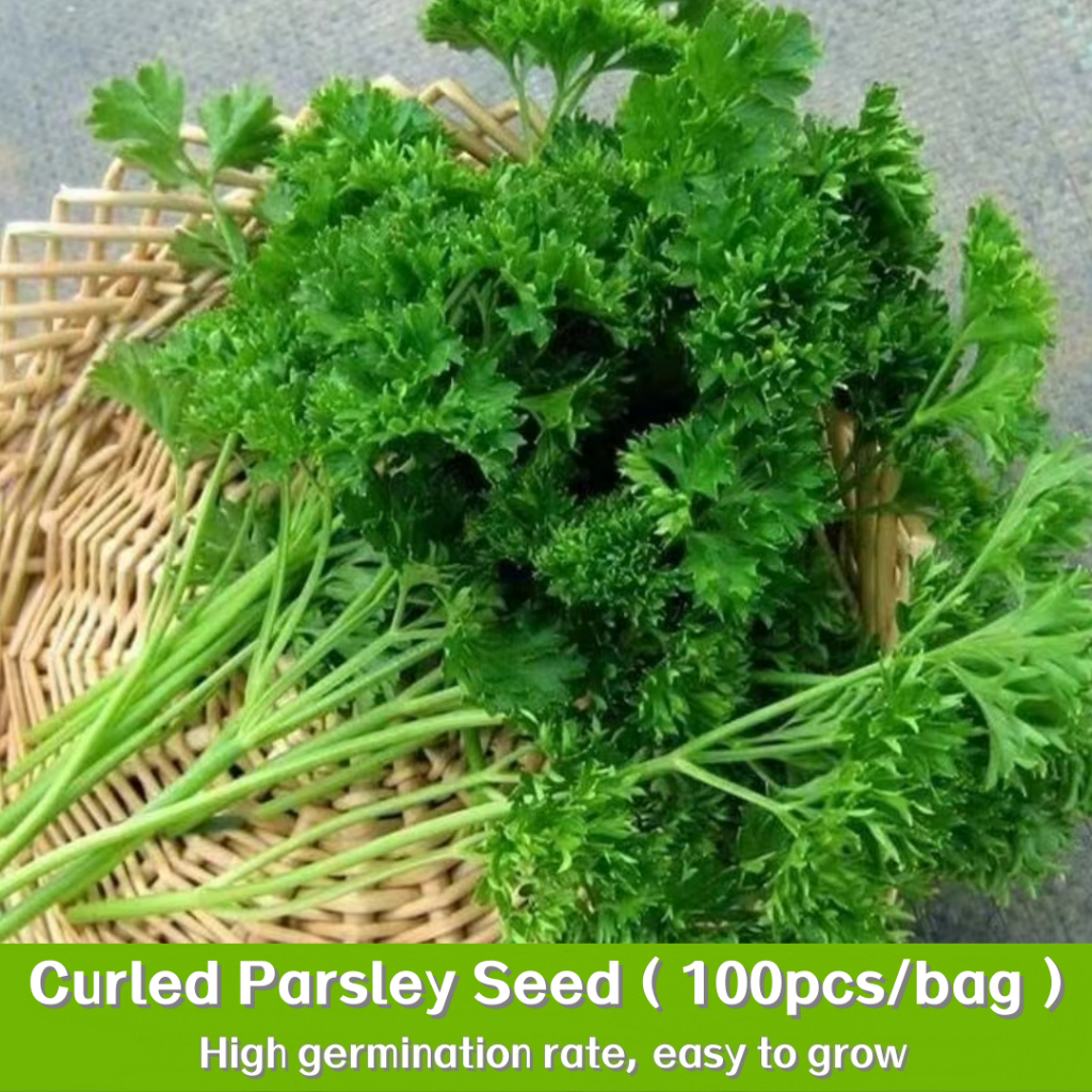พืชผัก 100เมล็ด Curled Parsley Seeds พาสเลย์อิตาเลี่ยนใบใหญ่ เมล็ดพันธุ์หายาก เมล็ดพันธุ์คุณภาพดี