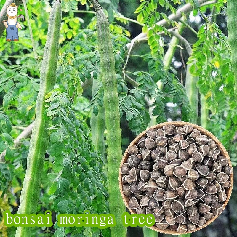 การจัดสวน bonsai moringa tree 5 เมล็ด เมล็ดมะรุม เมล็ดพันธุ์หายาก