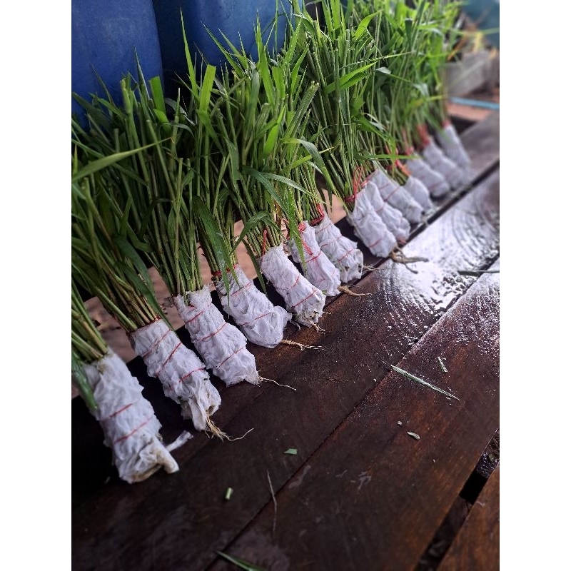 หญ้าขน1แพ็คห่อรากสำหรับปลูก55บาทพร้อมปลูกพร้อมส่ง