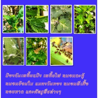 สมุนไพรไล่เพลี้ย ไล่แมลง สารสกัดธรรมชาติ ปลอดภัยต่อผู้ใช้ 100 %