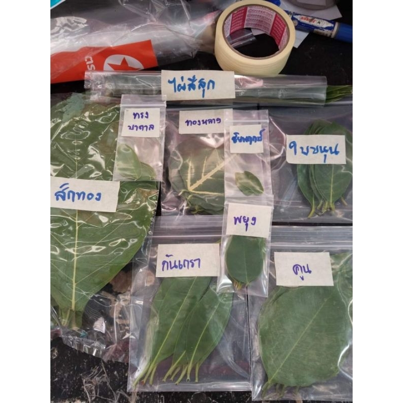 ชุดใบไม้มงคล 9 ชนิด ชนิดละ9ใบ ในพิธียกเสาเอก เสาโท(ถ้าต้องการใบไม้ชนิดอื่น inbox พูดคุยมีให้เลือกมากกว่า 50 ชนิด) - รูปที่ 2