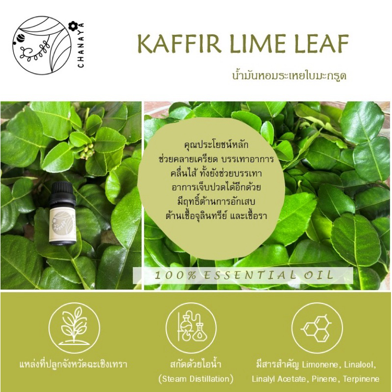 น้ำมันหอมระเหยใบมะกรูด ชานาญา CHANAYA Kaffir Lime Leaf 100% Essential Oil