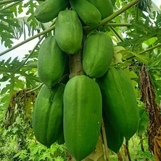 เมล็ดมะละกอพันธุ์แขกนวลดำเนิน 10 กรัม จำนวน 500 - 600 เมล็ด