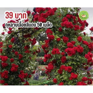 กุหลาบเลื้อยสีแดง 39บาท 50เมล็ด