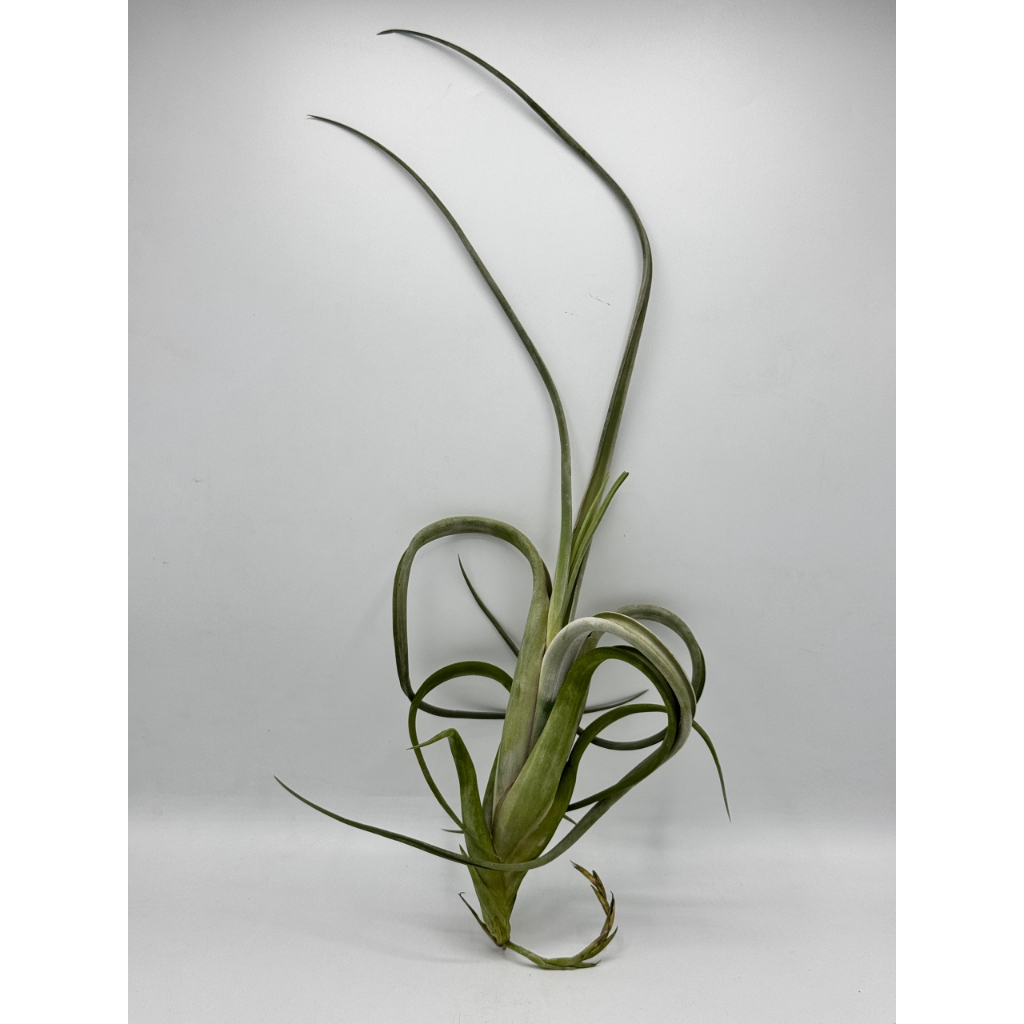 มุมมอง 7