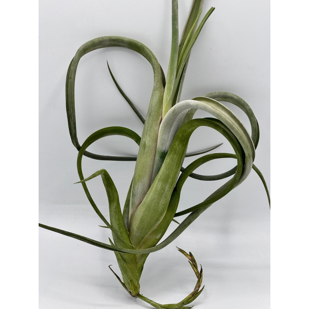 มุมมอง 5