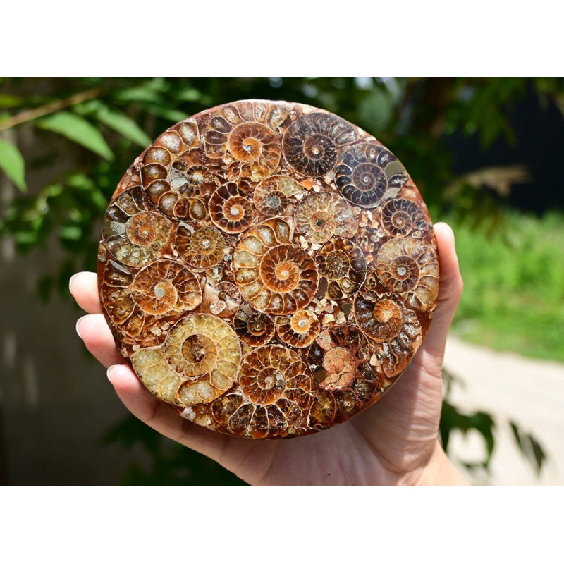 1 PC Natural Ammonite Fossil shell Plate Disk +Free Stand，Conch，Home Decor，Ornaments，Spiral shell Fo