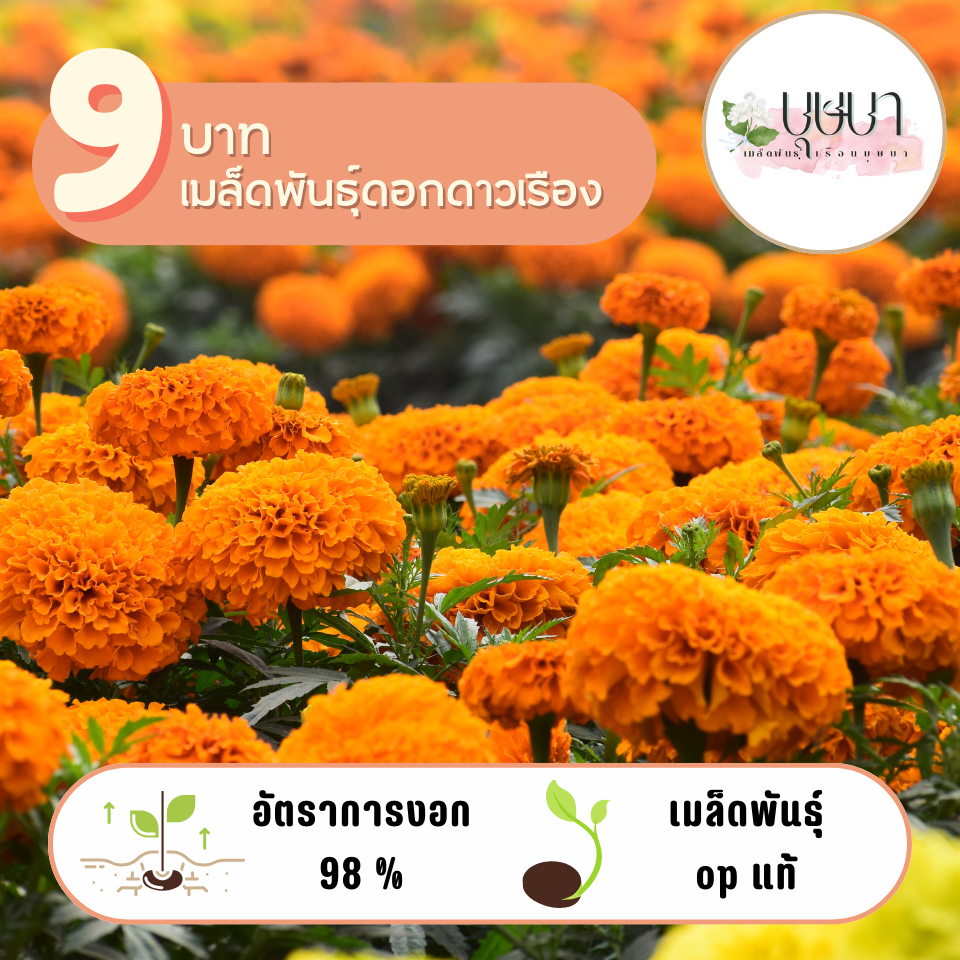 ดอกดาวเรืองส้ม9บาท 60เมล็ด