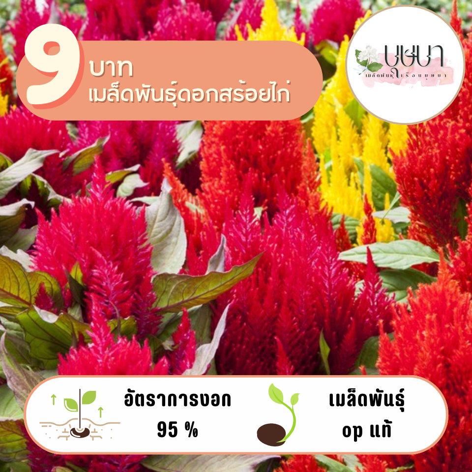 ดอกสร้อยไก่ 9บาท 100เมล็ด