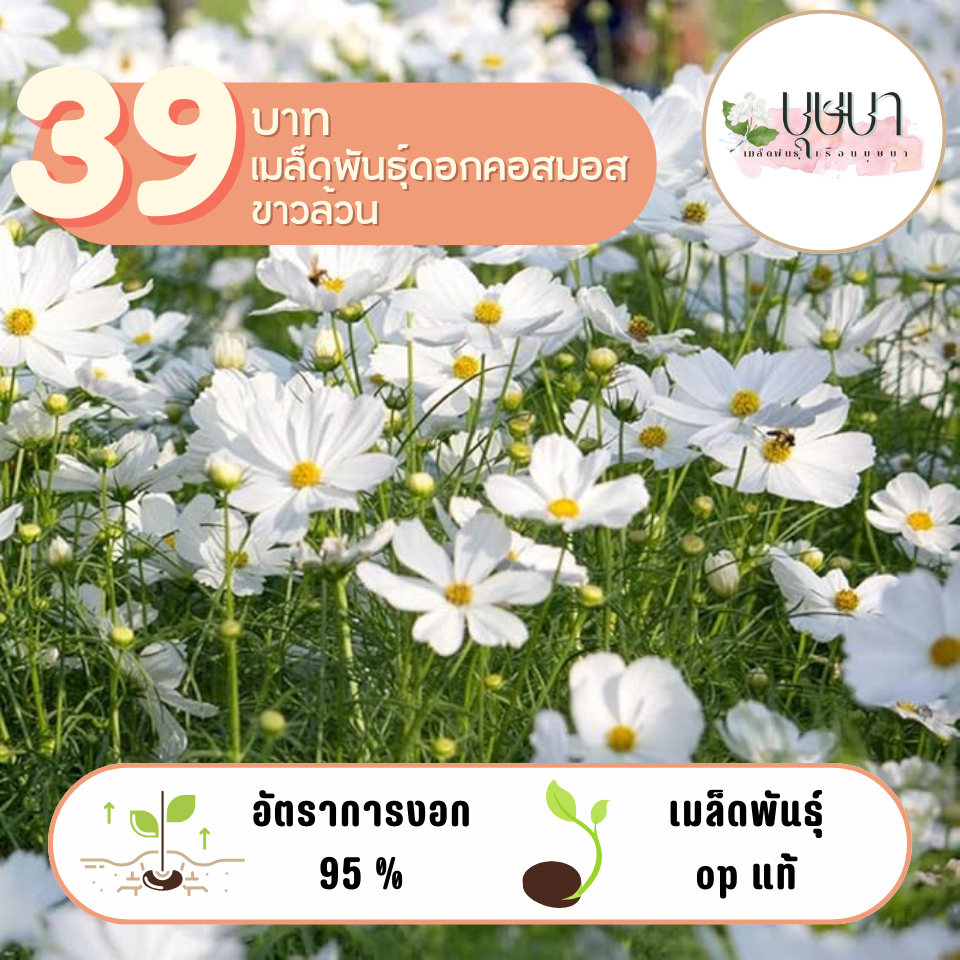 ดอกคอสมอสสีขาวล้วน 39บาท 500เมล็ด