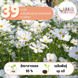 ดอกคอสมอสสีขาวล้วน 39บาท 500เมล็ด
