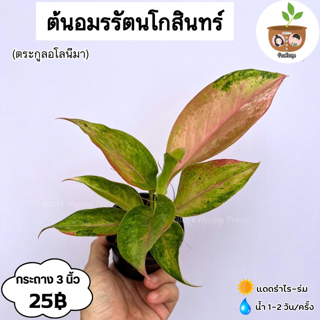ต้นอมรรัตนโกสิน จัดส่งที่ 2 ต้นขึ้นไป คละแบบได้