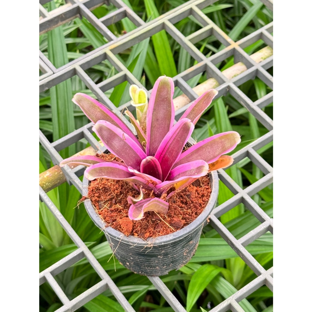 มุมมอง 2