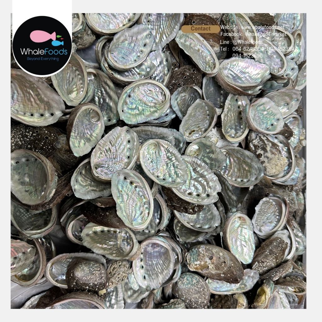 Half shell Abalone เปลือกหอยเป๋าฮื้อ 10pc./packสำหรับทำอาหารและตกแต่ง