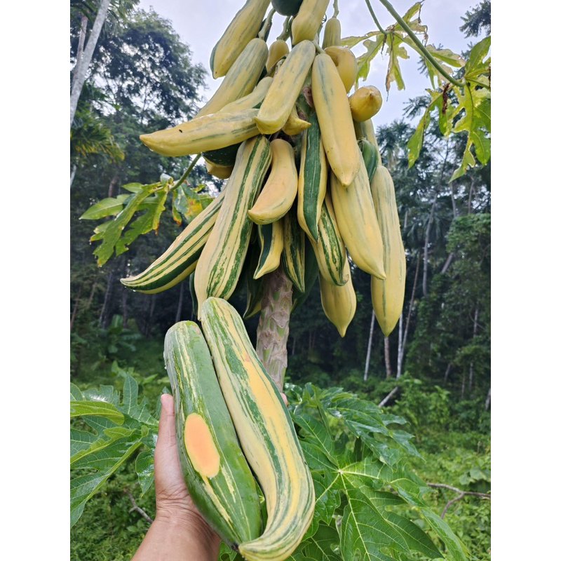 เมล็ดมะละกอแขกด่าง แขกดำ มาใหม่สุดฮอดรสชาติอร่อย น่าปลูกมาก