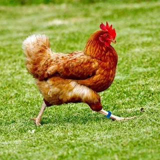ไก่ ห่วงขาไก่ เเหวนพลาสติกไส่ขาไก่ ห่วงล้อมขาไก่ ห่วงรัดขาไก่ หลายสี ปรับขนาดได้