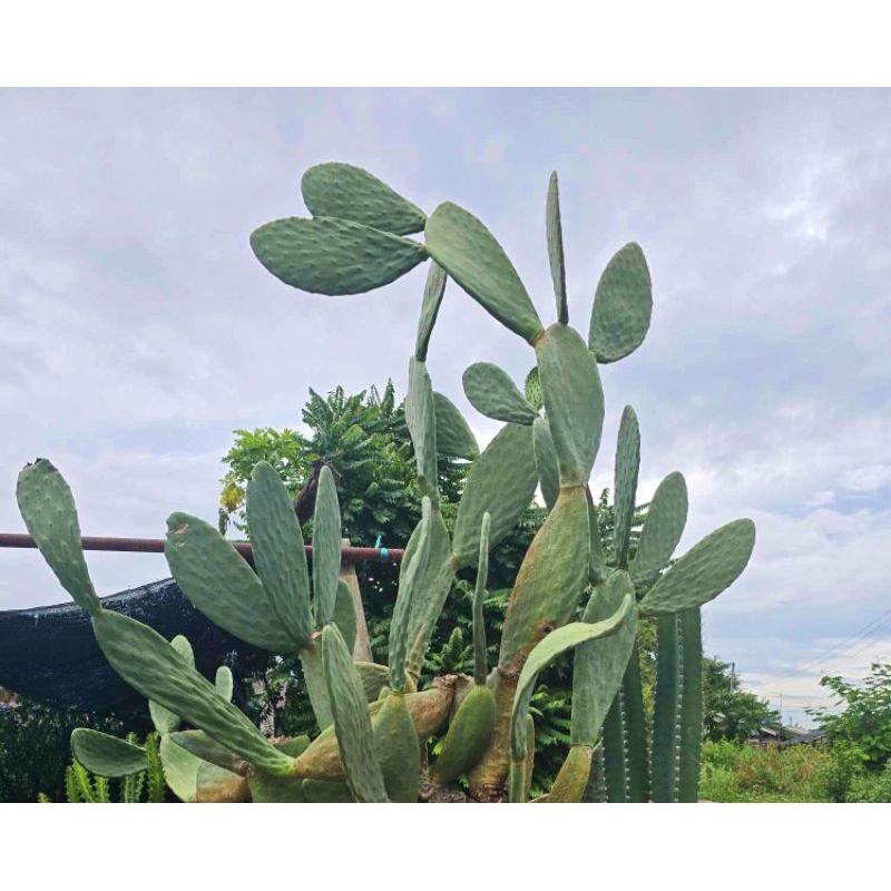 opuntia ficus indica  โอ​พัน​เทีย​ ฟิ​คัส​อิน​ดิ​ก้า กระบองเพชรทานผล/ใบ  (ใบพันธุ์) ไร้หนาม