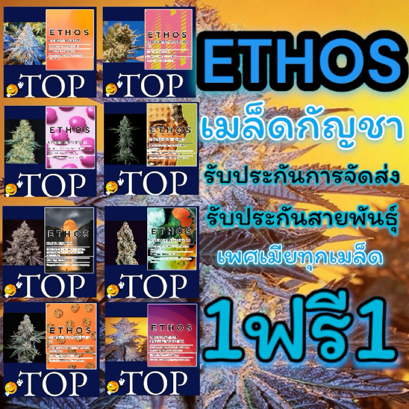 1ฟรี1 เมล็ดกัญชา ( TOP ) ETHOS (เพศเมีย)รับประกันการงอก รับประกันสายพันธุ์ เมล็ดกันชา เมล็ดค่าย ไม้ดอกประดับบ้าน