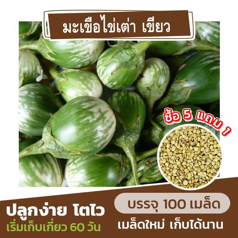 เมล็ดพันธุ์ มะเขือไข่เต่าเขียว แบ่งขาย 100 เมล็ด (ซื้อ 5 แถม 1)✨ คละชนิดได้